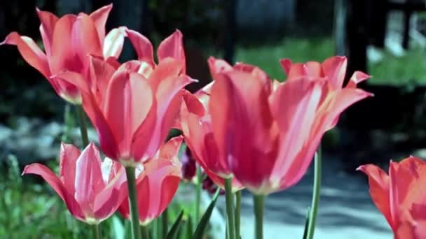 Het Gazon Een Park Met Prachtige Scharlaken Tulpen Die Zwaaien — Stockvideo