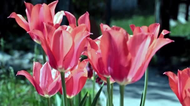 Het Gazon Een Park Met Prachtige Scharlaken Tulpen Die Zwaaien — Stockvideo