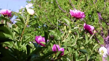 Parktaki eğlence alanının dekorasyonu için parlak, büyük bir çiçek şakayığı.