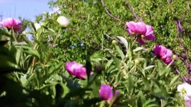 Parktaki eğlence alanının dekorasyonu için parlak, büyük bir çiçek şakayığı.