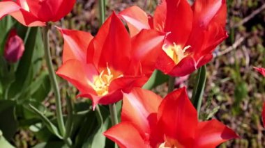 Bahçedeki çiçeklerin parlak kırmızı tomurcukları Çimlerin süsü olarak laleler