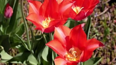 Bahçedeki çiçeklerin parlak kırmızı tomurcukları Çimlerin süsü olarak laleler