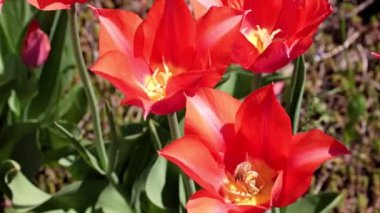 Bahçedeki çiçeklerin parlak kırmızı tomurcukları Çimlerin süsü olarak laleler
