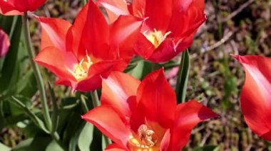 Bahçedeki çiçeklerin parlak kırmızı tomurcukları Çimlerin süsü olarak laleler