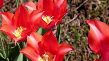 Bahçedeki çiçeklerin parlak kırmızı tomurcukları Çimlerin süsü olarak laleler