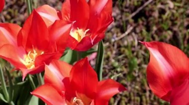 Bahçedeki çiçeklerin parlak kırmızı tomurcukları Çimlerin süsü olarak laleler