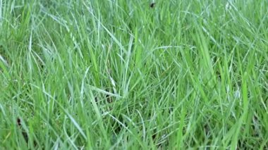 Güzel, taze çimler, yabani çayırlar.