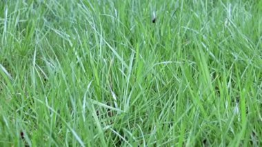 Güzel, taze çimler, yabani çayırlar.