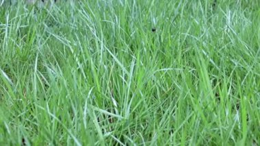 Güzel, taze çimler, yabani çayırlar.