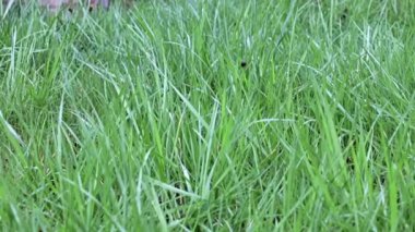 Güzel, taze çimler, yabani çayırlar.