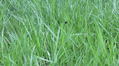 Güzel, taze çimler, yabani çayırlar.