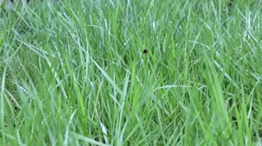 Güzel, taze çimler, yabani çayırlar.