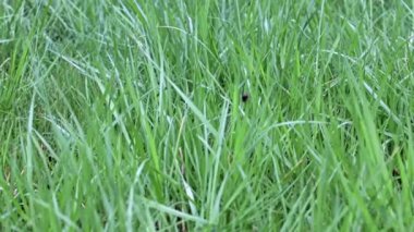 Güzel, taze çimler, yabani çayırlar.