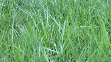 Güzel, taze çimler, yabani çayırlar.