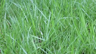 Güzel, taze çimler, yabani çayırlar.