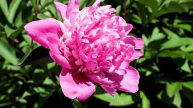 Güzel, taze çiçek tomurcukları şakayıklar.