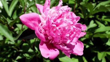 Güzel, taze çiçek tomurcukları şakayıklar.