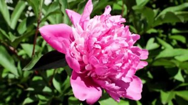 Güzel, taze çiçek tomurcukları şakayıklar.