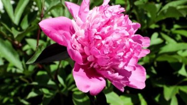 Güzel, taze çiçek tomurcukları şakayıklar.