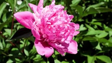 Güzel, taze çiçek tomurcukları şakayıklar.