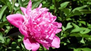 Güzel, taze çiçek tomurcukları şakayıklar.