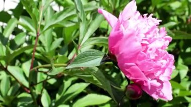 Güzel, taze çiçek tomurcukları şakayıklar.