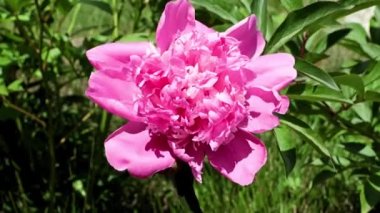 Güzel, taze çiçek tomurcukları şakayıklar.