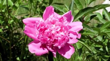 Güzel, taze çiçek tomurcukları şakayıklar.