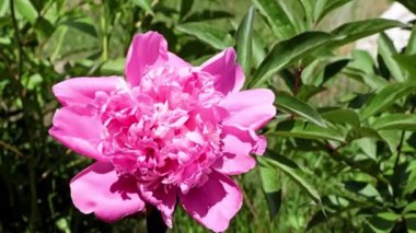 Güzel, taze çiçek tomurcukları şakayıklar.