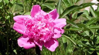 Güzel, taze çiçek tomurcukları şakayıklar.