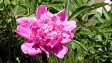 Güzel, taze çiçek tomurcukları şakayıklar.