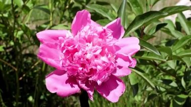 Güzel, taze çiçek tomurcukları şakayıklar.