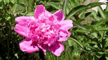 Güzel, taze çiçek tomurcukları şakayıklar.