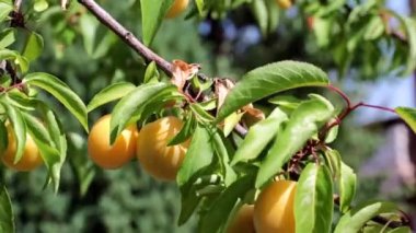 Yaz bahçesindeki bir ağacın dallarında taze kayısılar.