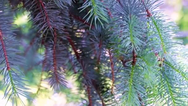 在阳光灿烂的日子里 圣诞树上美丽的枝条 — 图库视频影像