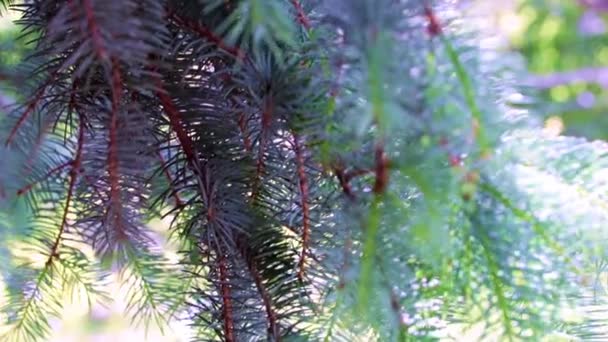 Belles Branches Arbre Noël Par Une Journée Ensoleillée — Video