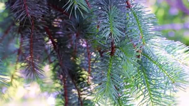 Schöne Zweige Eines Weihnachtsbaums Einem Sonnigen Tag — Stockvideo