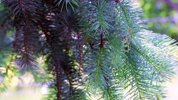 Όμορφα Κλαδιά Χριστουγεννιάτικου Δέντρου Μια Ηλιόλουστη Μέρα — Αρχείο Βίντεο