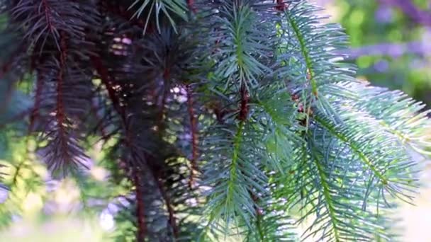 Schöne Zweige Eines Weihnachtsbaums Einem Sonnigen Tag — Stockvideo