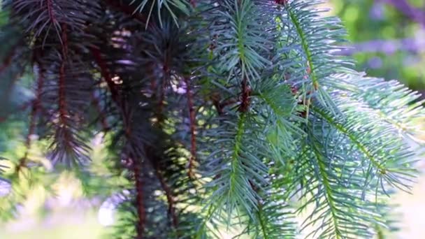 Belles Branches Arbre Noël Par Une Journée Ensoleillée — Video