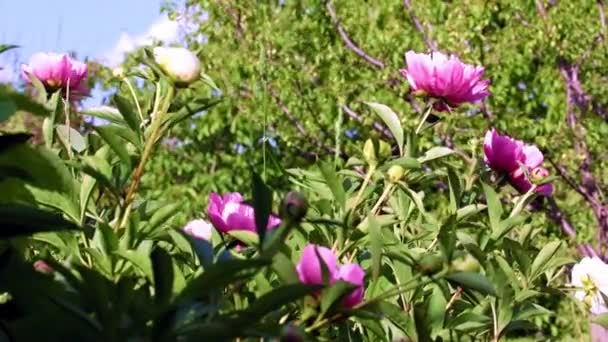 Heldere Grote Bloemen Pioen Als Decoratie Van Het Park Recreatiegebied — Stockvideo