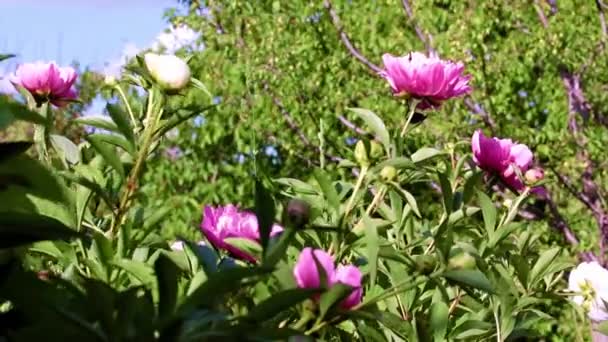 Ljusa Stora Blommor Pion Som Dekoration Parken Rekreationsområde — Stockvideo