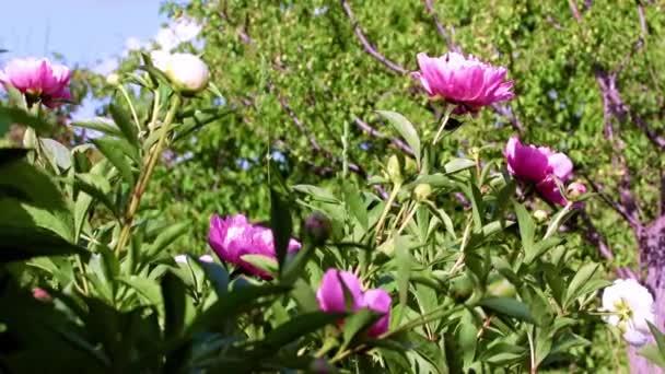 Helle Große Blüten Pfingstrose Als Dekoration Des Freizeitparks — Stockvideo