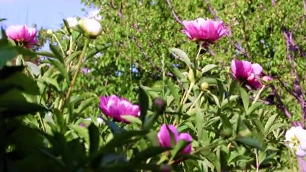 Heldere Grote Bloemen Pioen Als Decoratie Van Het Park Recreatiegebied — Stockvideo