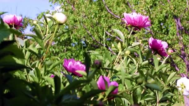 Flores Grandes Brillantes Peonía Como Decoración Zona Recreo Del Parque — Vídeos de Stock