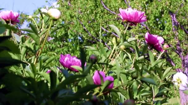 Peonia Grandi Fiori Luminosi Come Decorazione Dell Area Ricreativa Del — Video Stock