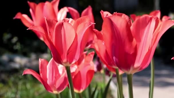 Jasne Szkarłatne Pąki Ogrodowych Kwiatów Tulipany Jako Ozdoba Trawnika — Wideo stockowe