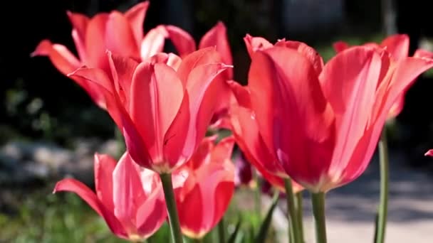 芝生の装飾として庭の花チューリップの鮮やかな緋色の芽 — ストック動画