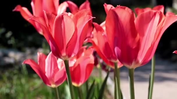 Яскраві Червоні Бутони Садових Квітів Тюльпани Прикраса Газону — стокове відео