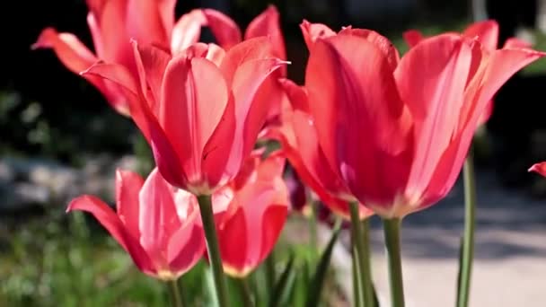 Bahçedeki Çiçeklerin Parlak Kırmızı Tomurcukları Çimlerin Süsü Olarak Laleler — Stok video
